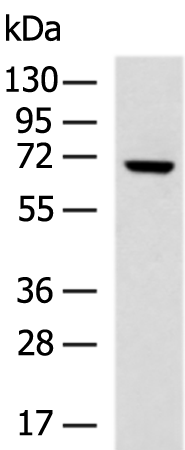 Anti-LRWD1 Rabbit Polyclonal Antibody
