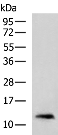 Anti-S100A2 Rabbit Polyclonal Antibody