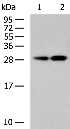 Anti-TRPT1 Rabbit Polyclonal Antibody