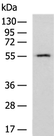 Anti-PCCB Rabbit Polyclonal Antibody