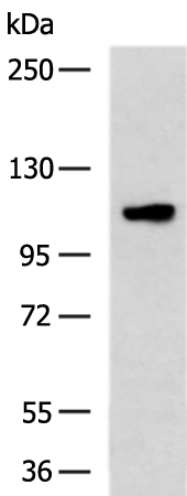 Anti-INTS7 Rabbit Polyclonal Antibody