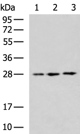 Anti-DNAJB8 Rabbit Polyclonal Antibody