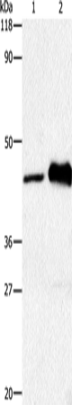 Anti-HTR1A Rabbit Polyclonal Antibody