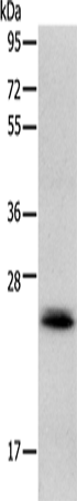 Anti-Rab22A Rabbit Polyclonal Antibody