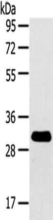 Anti-RALA Rabbit Polyclonal Antibody