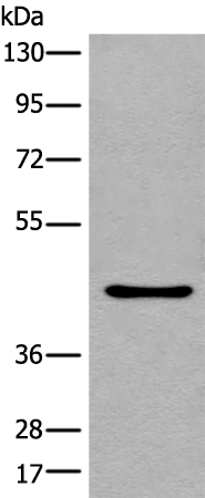 Anti-LOX Rabbit Polyclonal Antibody