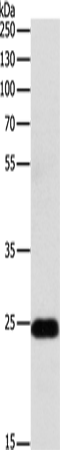 Anti-RALB Rabbit Polyclonal Antibody