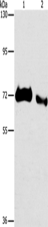 Anti-ICOS Ligand Rabbit Polyclonal Antibody