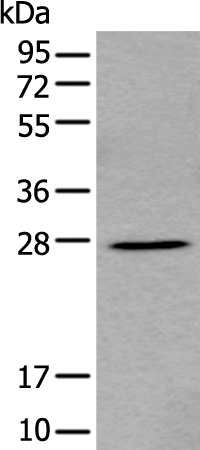 Anti-FGF3 Rabbit Polyclonal Antibody
