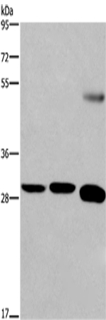 Anti-FGF8 Rabbit Polyclonal Antibody