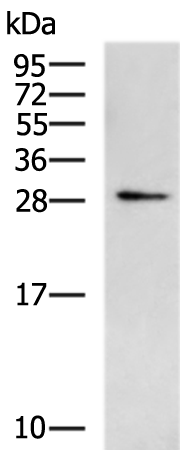 Anti-FGF8 Rabbit Polyclonal Antibody