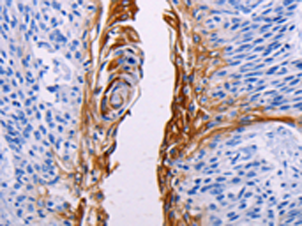 Anti-KGF Rabbit Polyclonal Antibody