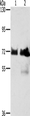 Anti-BRAF Rabbit Polyclonal Antibody