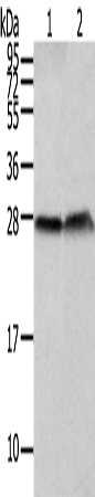Anti-Claudin 19 Rabbit Polyclonal Antibody