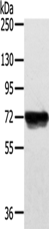 Anti-Cyclooxygenase 1 Rabbit Polyclonal Antibody