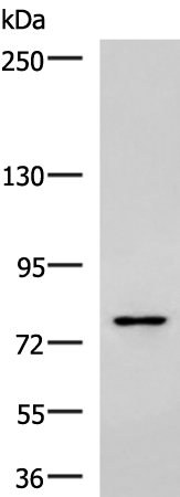 Anti-SKI Rabbit Polyclonal Antibody
