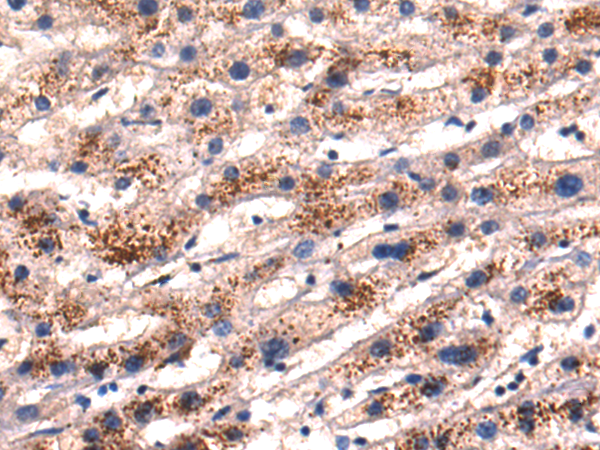Anti-Gap Junction delta 2 Protein Rabbit Polyclonal Antibody