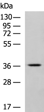 Anti-Gap Junction delta 2 Protein Rabbit Polyclonal Antibody