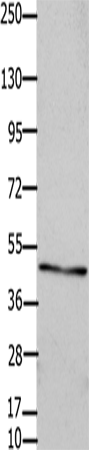 Anti-Gap Junction gamma 2 Protein Rabbit Polyclonal Antibody