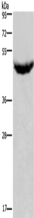 Anti-CXCR2 Rabbit Polyclonal Antibody
