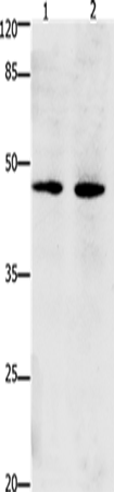 Anti-DAP3 Rabbit Polyclonal Antibody