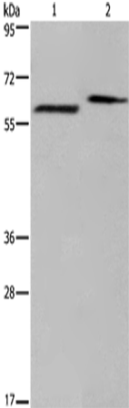 Anti-EGR4 Rabbit Polyclonal Antibody