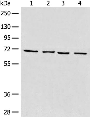Anti-MAPK4 Rabbit Polyclonal Antibody