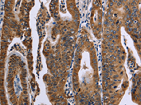 Anti-FAF1 Rabbit Polyclonal Antibody