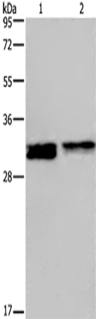 Anti-FRA1 Rabbit Polyclonal Antibody