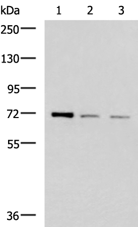 Anti-FOXK1 Rabbit Polyclonal Antibody
