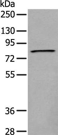 Anti-FOXP2 Rabbit Polyclonal Antibody