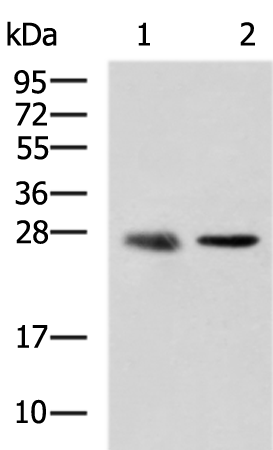 Anti-CMTM2 Rabbit Polyclonal Antibody