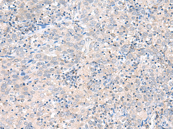 Anti-Claudin Domain Containing Protein 1 Rabbit Polyclonal Antibody