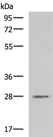 Anti-Claudin Domain Containing Protein 1 Rabbit Polyclonal Antibody
