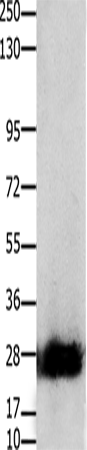 Anti-Claudin 14 Rabbit Polyclonal Antibody