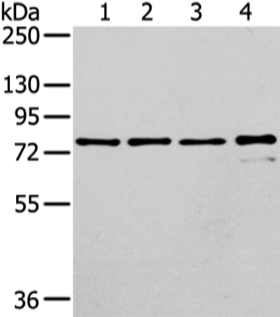 Anti-Growth Hormone Receptor Rabbit Polyclonal Antibody