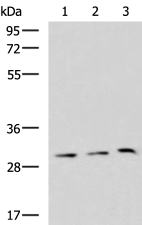 Anti-GPR3 Rabbit Polyclonal Antibody
