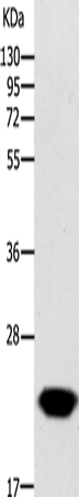 Anti-GCH1 Rabbit Polyclonal Antibody