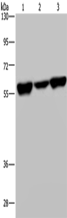 Anti-API5 Rabbit Polyclonal Antibody