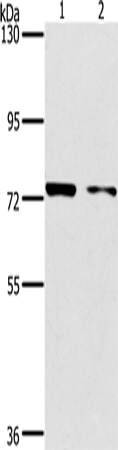 Anti-PPP1R13L Rabbit Polyclonal Antibody