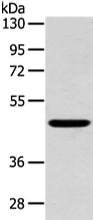 Anti-Inhibin beta B Rabbit Polyclonal Antibody