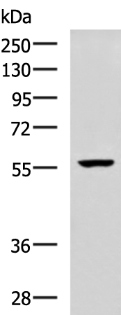 Anti-MADCAM1 Rabbit Polyclonal Antibody