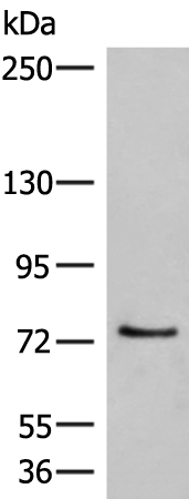 Anti-MCMBP Rabbit Polyclonal Antibody