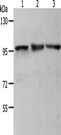 Anti-MCM4 Rabbit Polyclonal Antibody