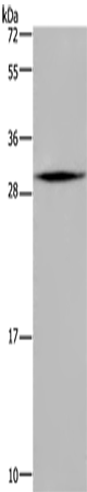 Anti-MRPL28 Rabbit Polyclonal Antibody