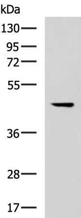 Anti-MLNR Rabbit Polyclonal Antibody