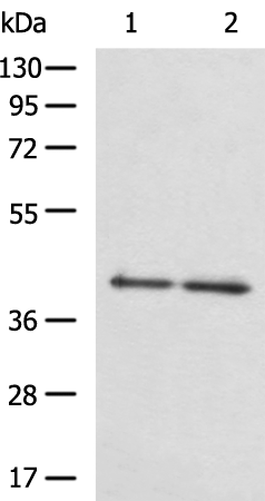 Anti-NCK2 Rabbit Polyclonal Antibody
