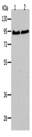 Anti-AKAP95 Rabbit Polyclonal Antibody