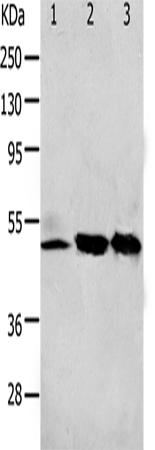 Anti-F2R Rabbit Polyclonal Antibody