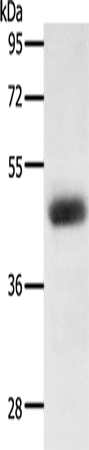 Anti-LPAR4 Rabbit Polyclonal Antibody